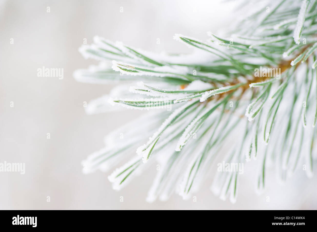 Frosted fir branches close up hi-res stock photography and images - Alamy
