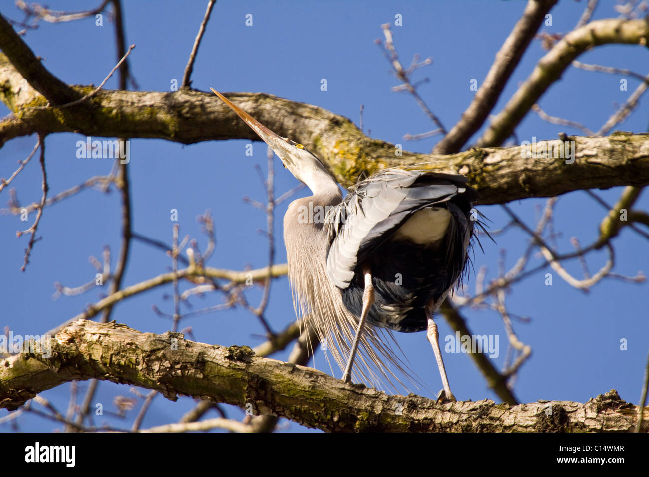 Single Great Blue Herons cranes neck in a curious fashion. Stanley Park