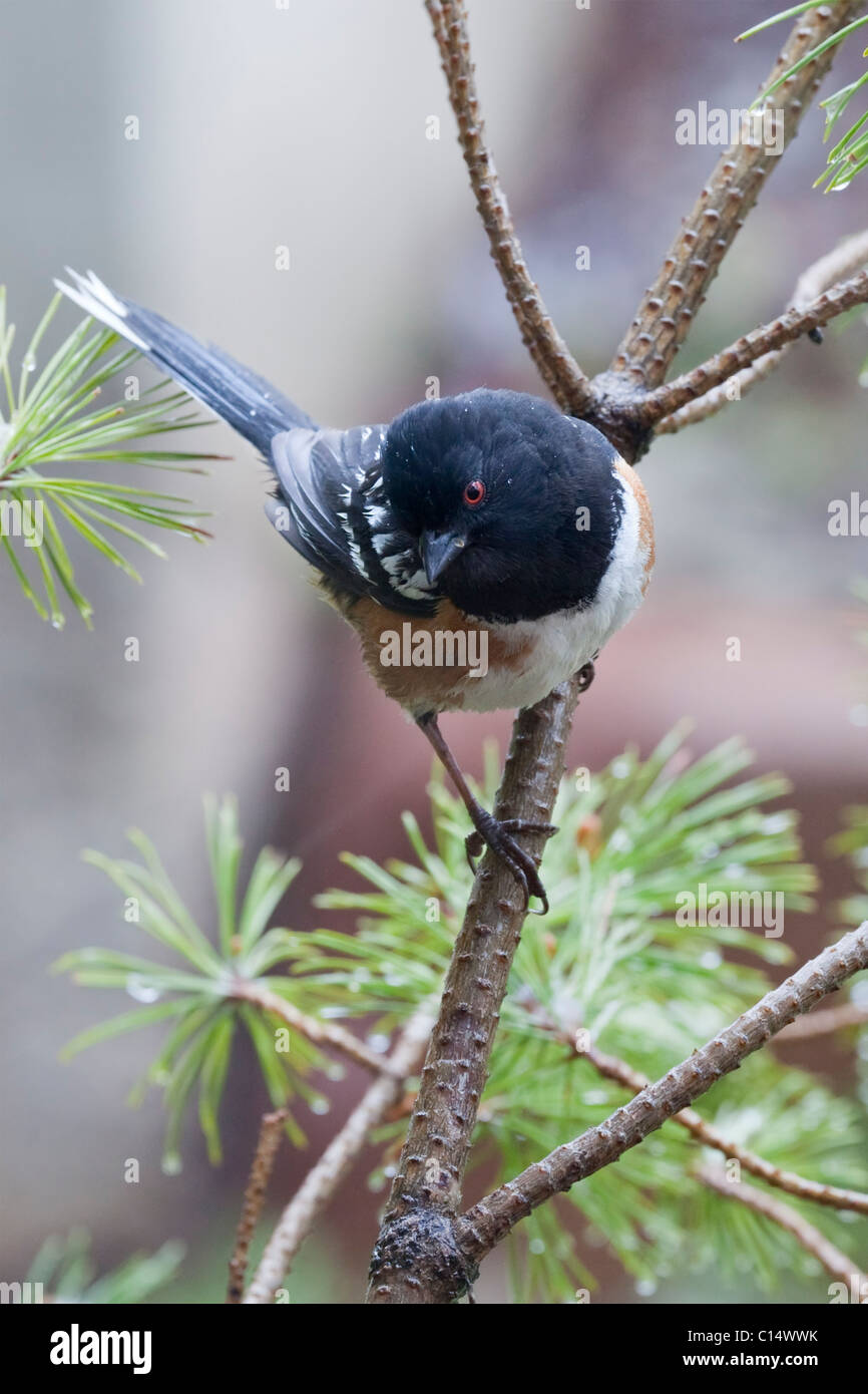 Spotted towhee (Pipilo maculatus) on a pine branch. Stock Photo