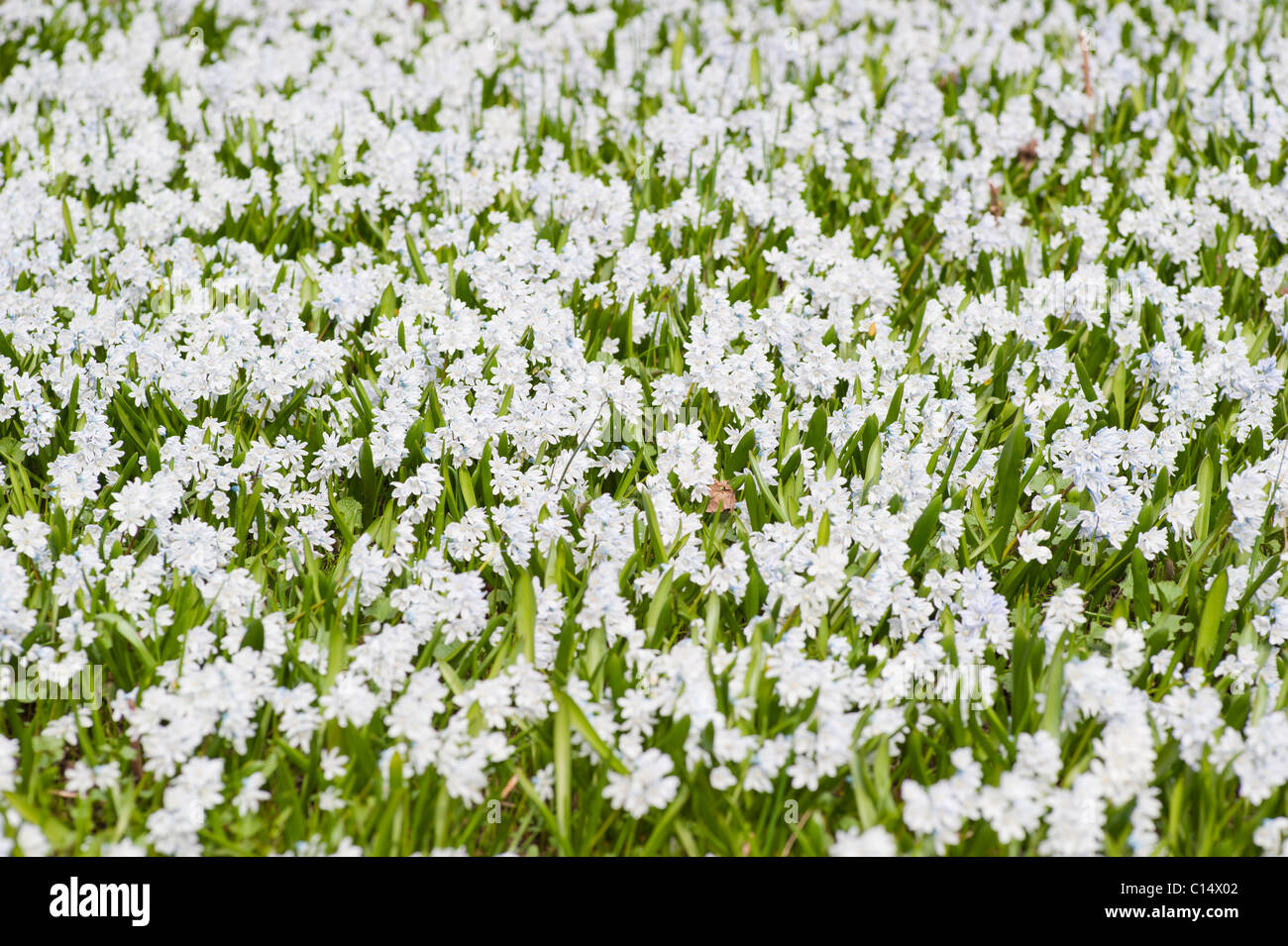 Flower Bed, Sweden Stock Photo