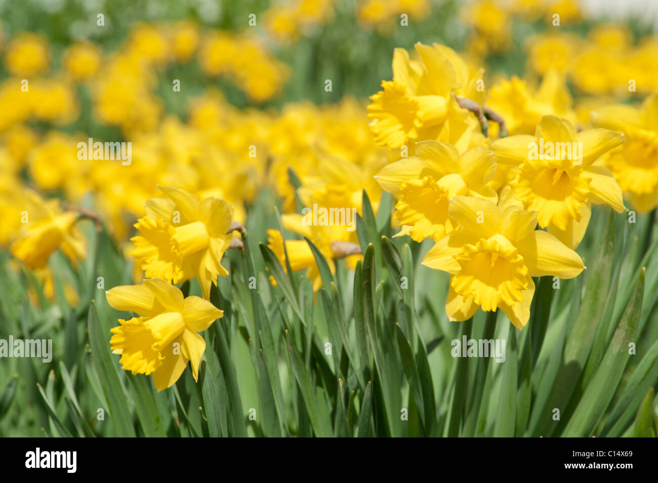 Daffodils, Sweden Stock Photo