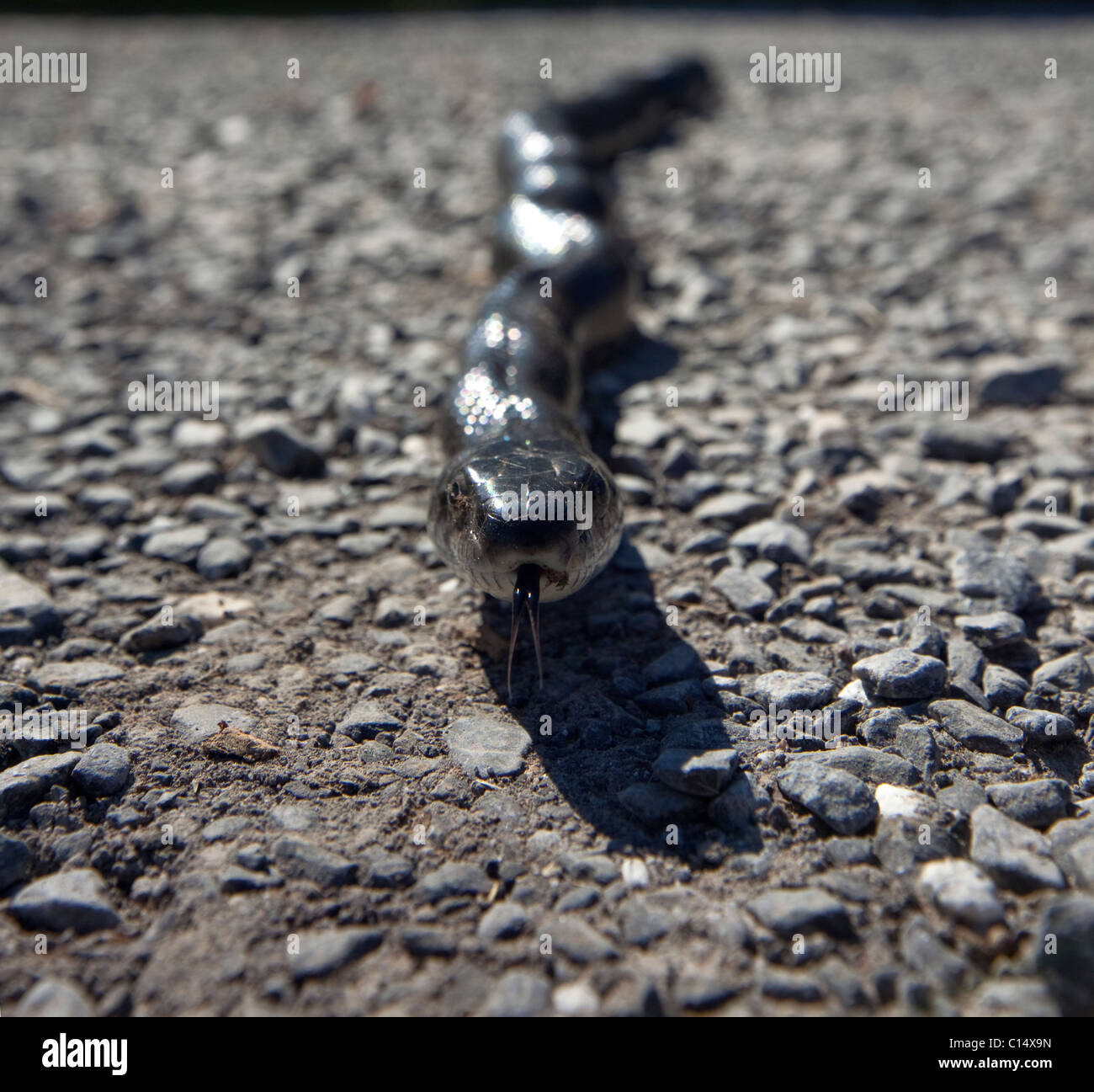 An adult black rat snake (Elaphe obsoleta), also known as the pilot black snake, crawling across packed gravel in Virginia. Stock Photo