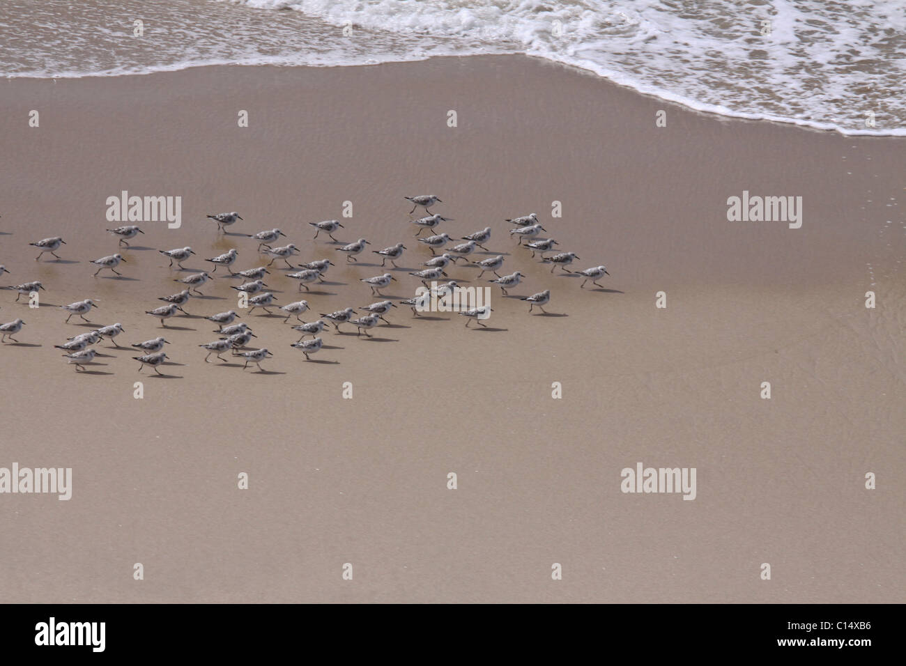 Flock of Sanderlings running together along the incoming surf, Monterey Bay, Central California, USA Stock Photo