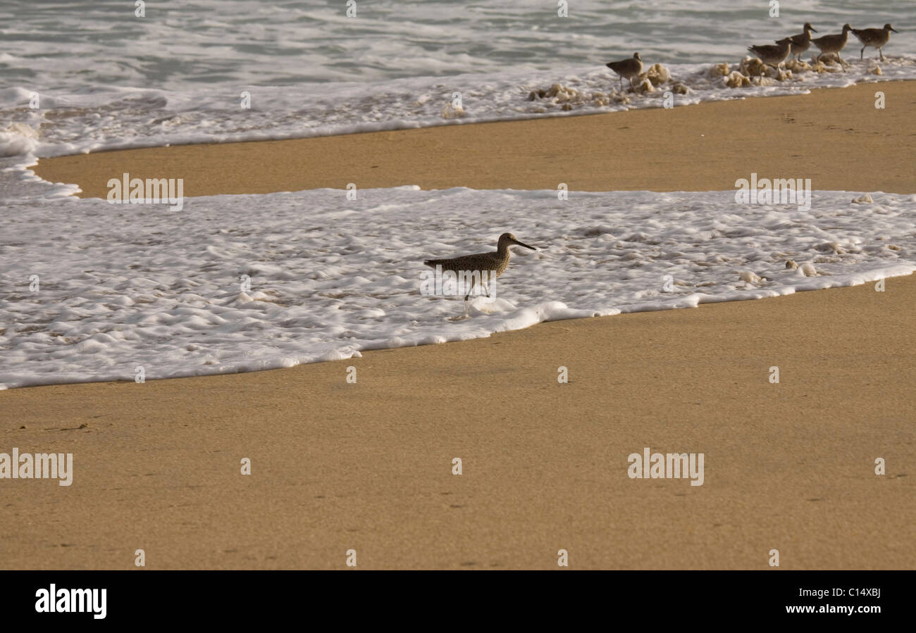 Shore birds, possibly Dowitchers, walk along the surf of Monterey Bay, Central California, USA Stock Photo