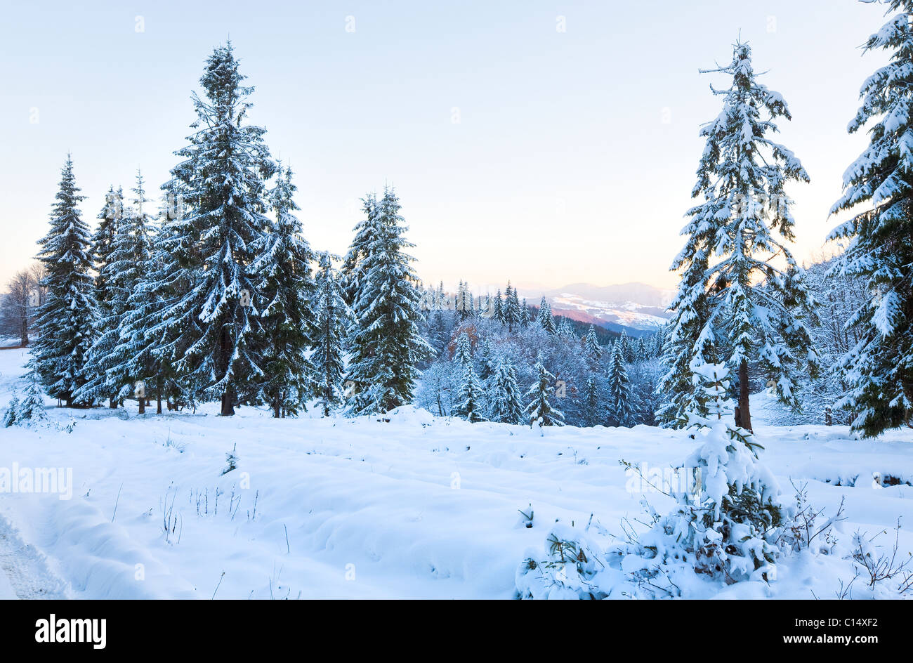 winter sunset mountain landscape with rime and snow covered spruce ...