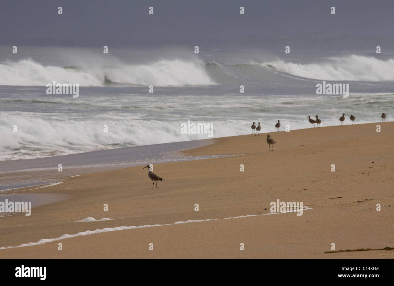 Shore birds, possibly Dowitchers, walk along the surf of Monterey Bay, Central California, USA Stock Photo