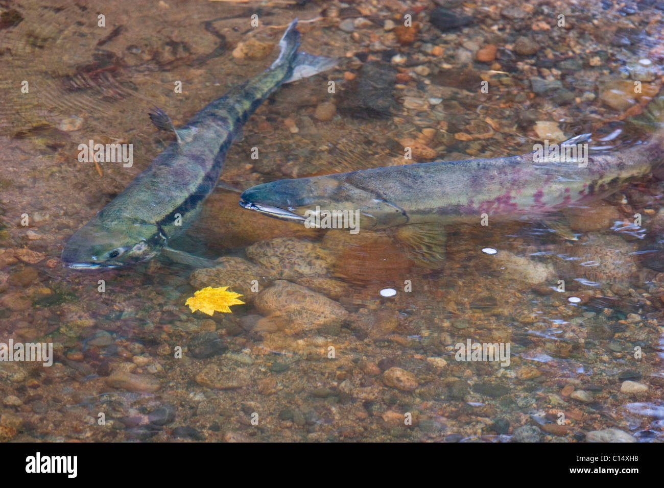 Chum Salmon spawning, Hyde Creek Nature Area, Port Coquitlam, BC, Canada Stock Photo