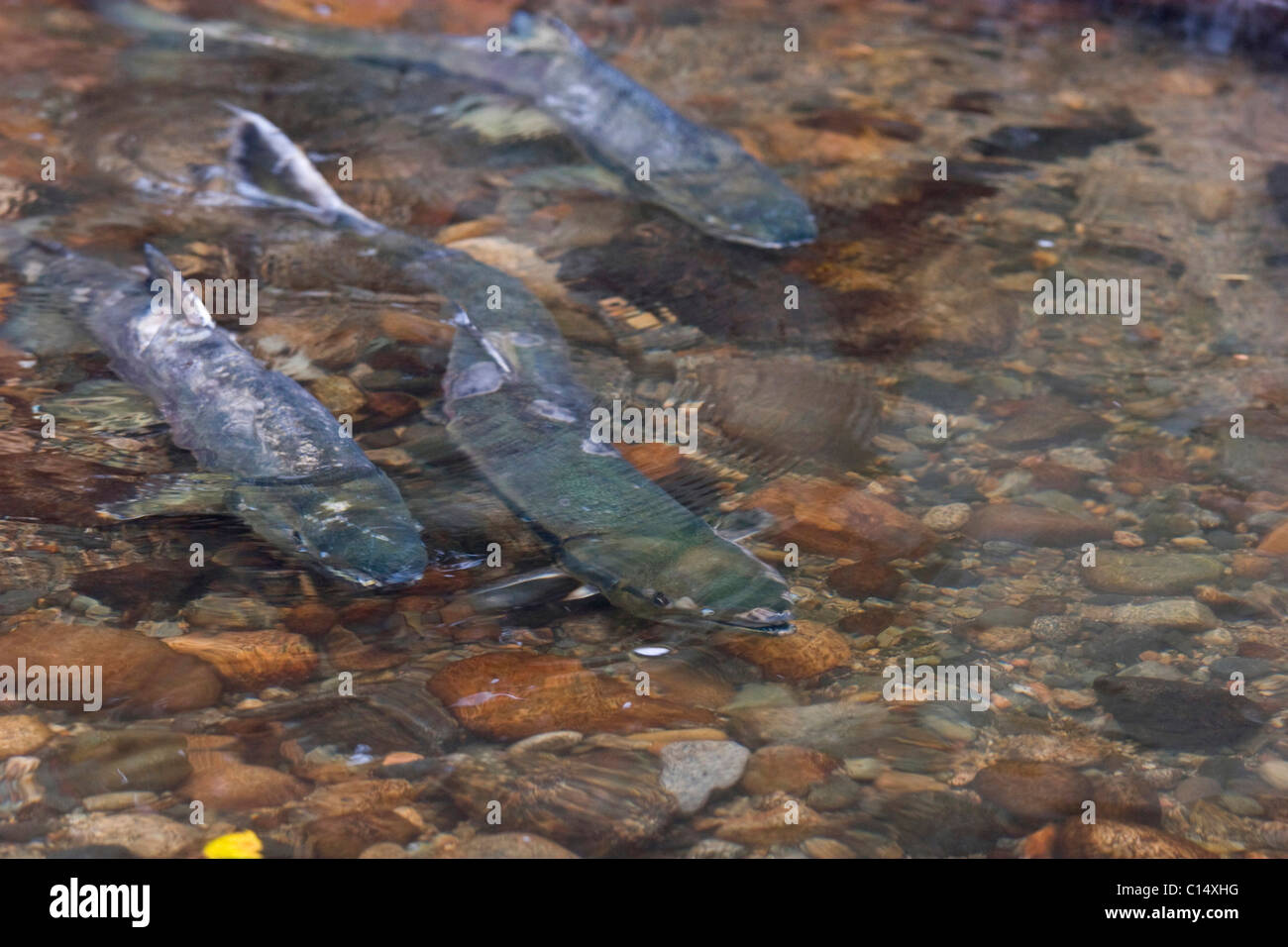 Chum Salmon spawning in clear stream, Hyde Creek Nature Area, Port Coquitlam, BC, Canada Stock Photo