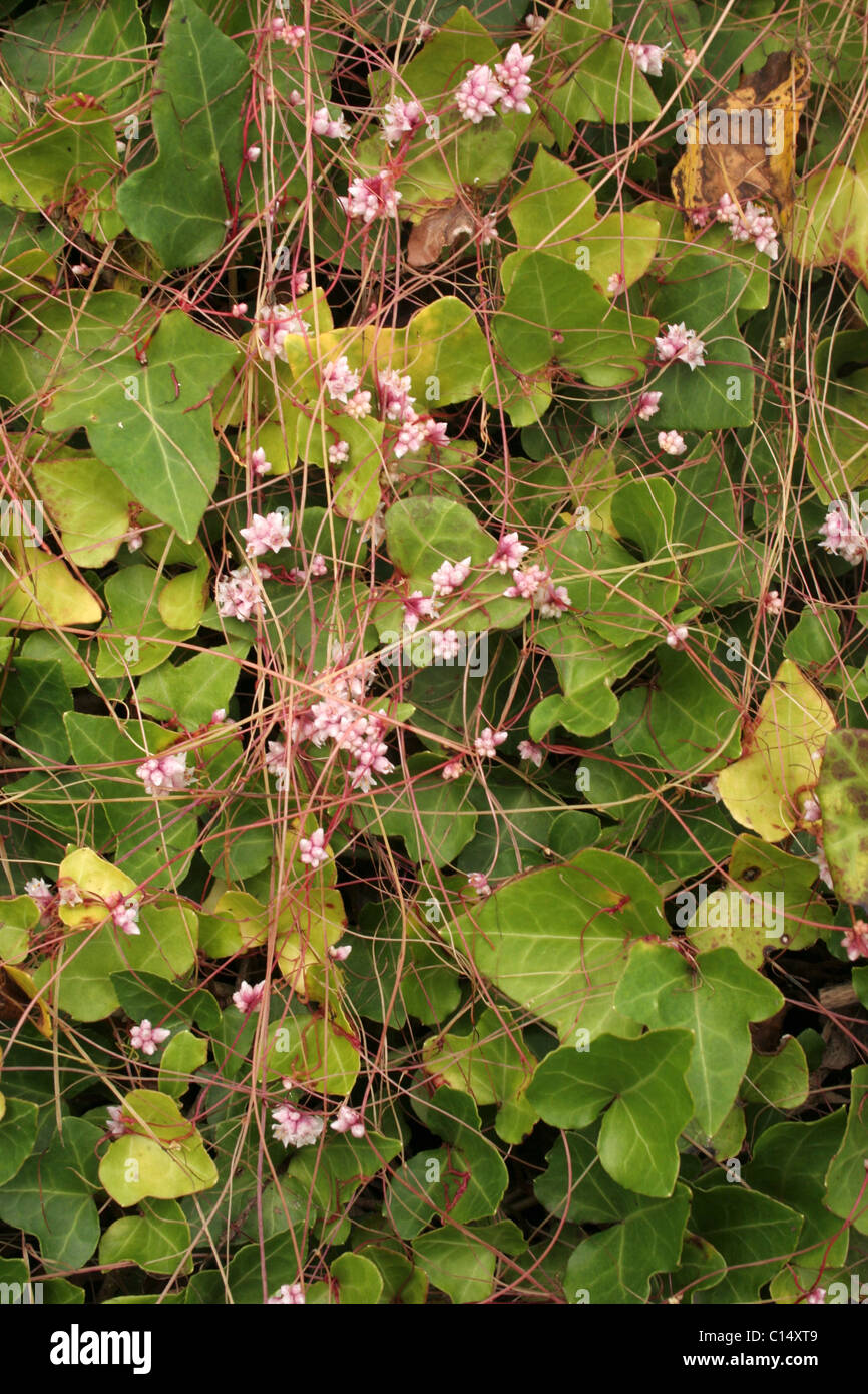 Dodder (Cuscuta epithymum : Cuscutaceae) on ivy, UK. Stock Photo