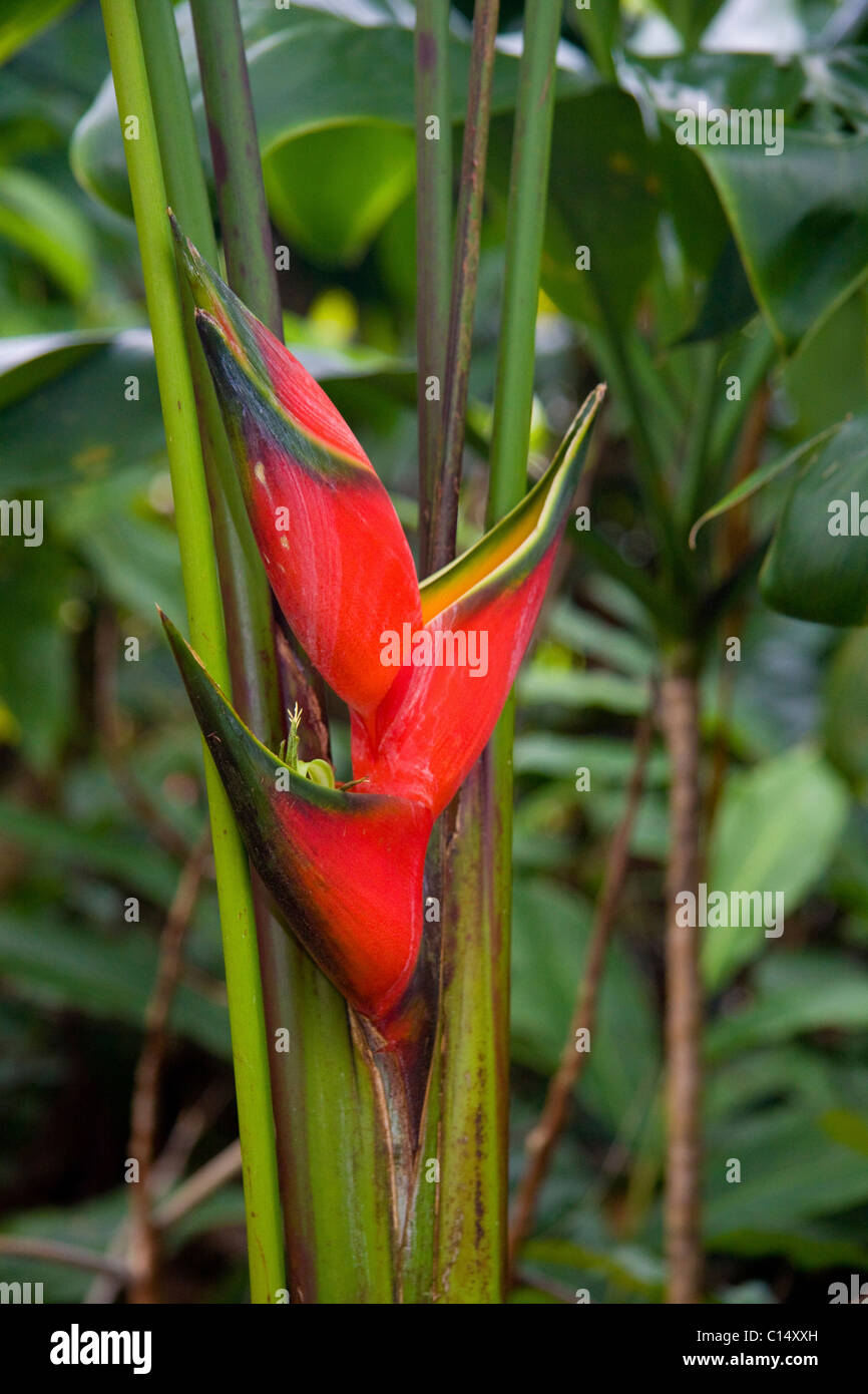 Lobster Claw Heliconia Flower, common in the Hawaiian Islands Stock