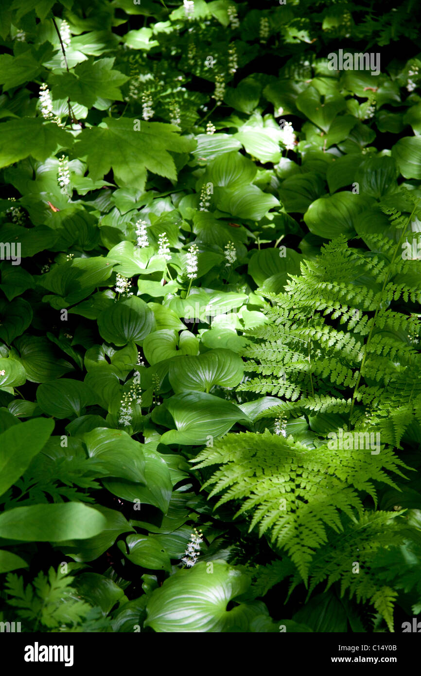 A mix of shade loving plants on the forest floor Stock Photo