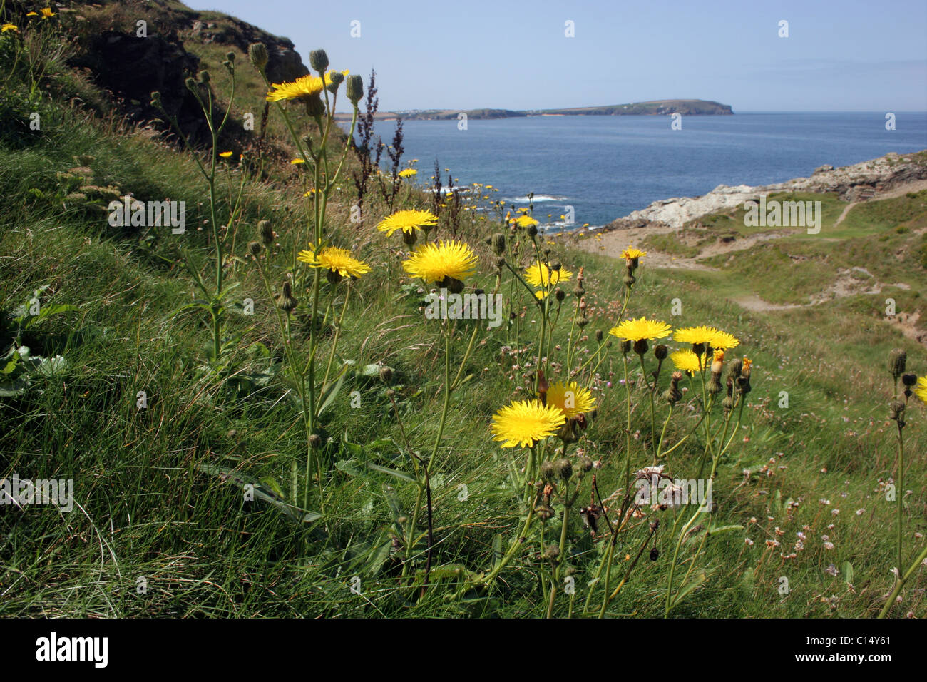Perennial sow-thistle (Sonchus arvensis : Asteraceae) in clifftop grassland, UK. Stock Photo