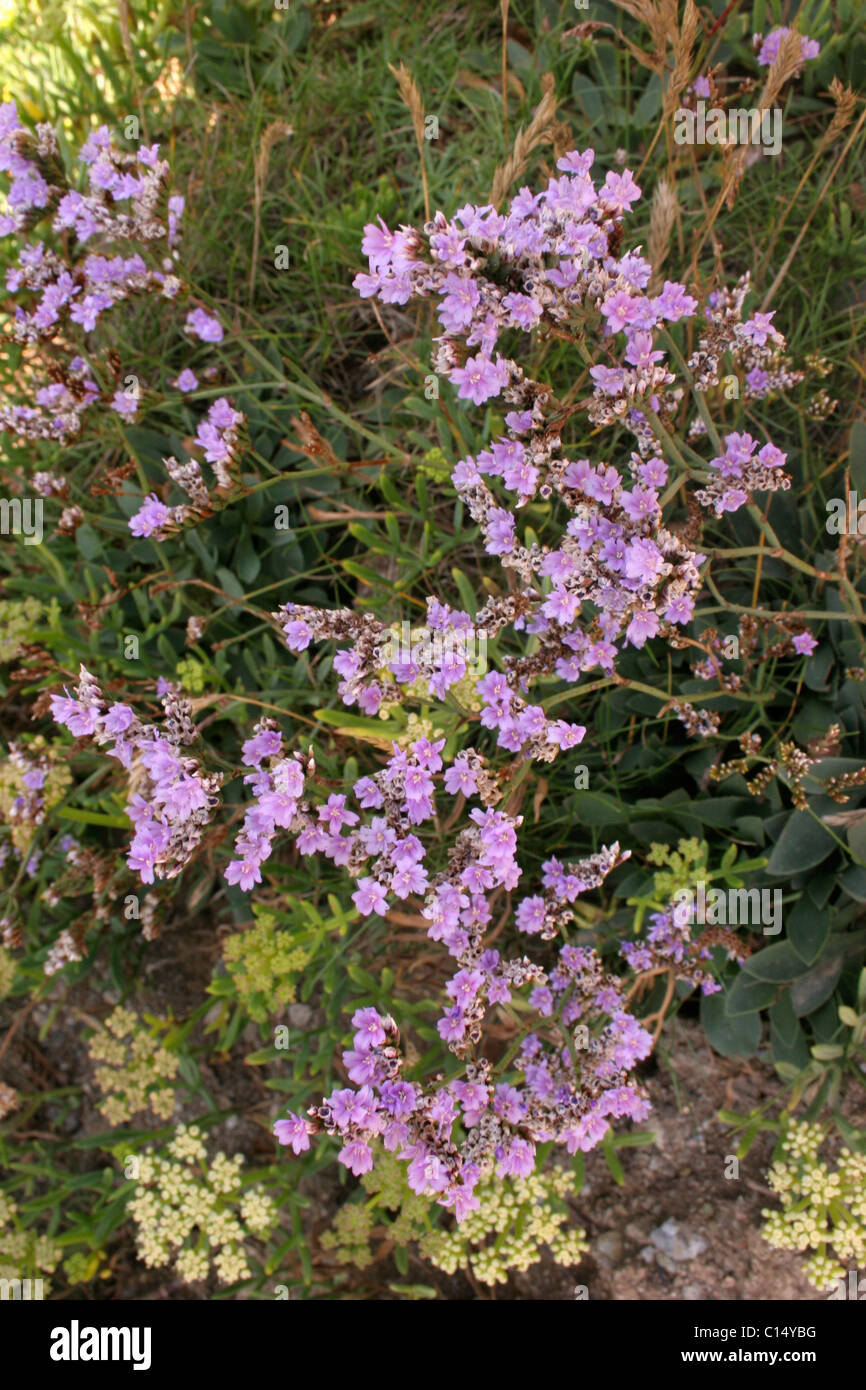 Rock sea-lavender (Limonium binervosum : Plumbaginaceae) on cliffs, UK. Stock Photo