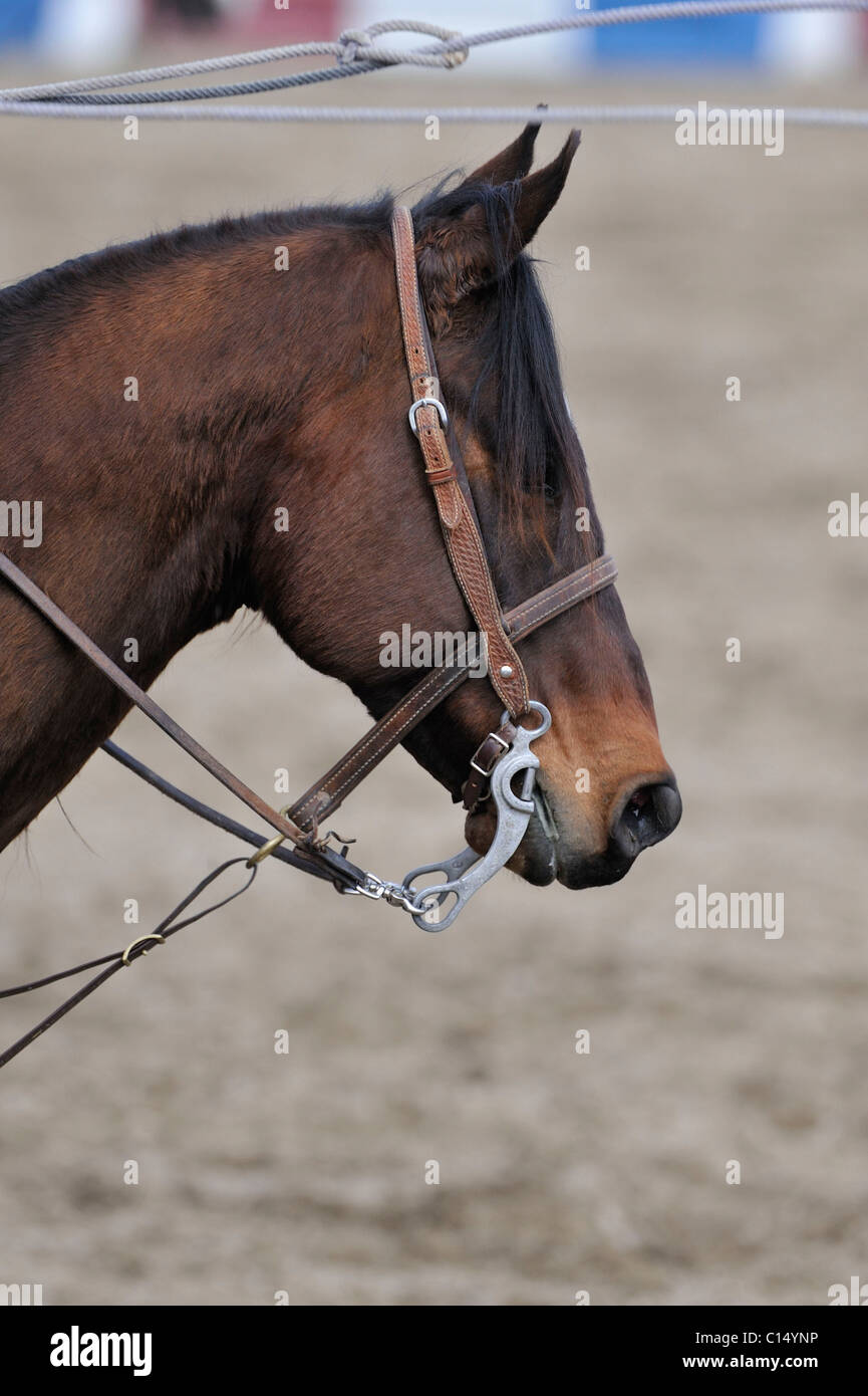 Team Roping, Tie-Down Roping, Calf Roping, Horse, Horses Stock Photo ...