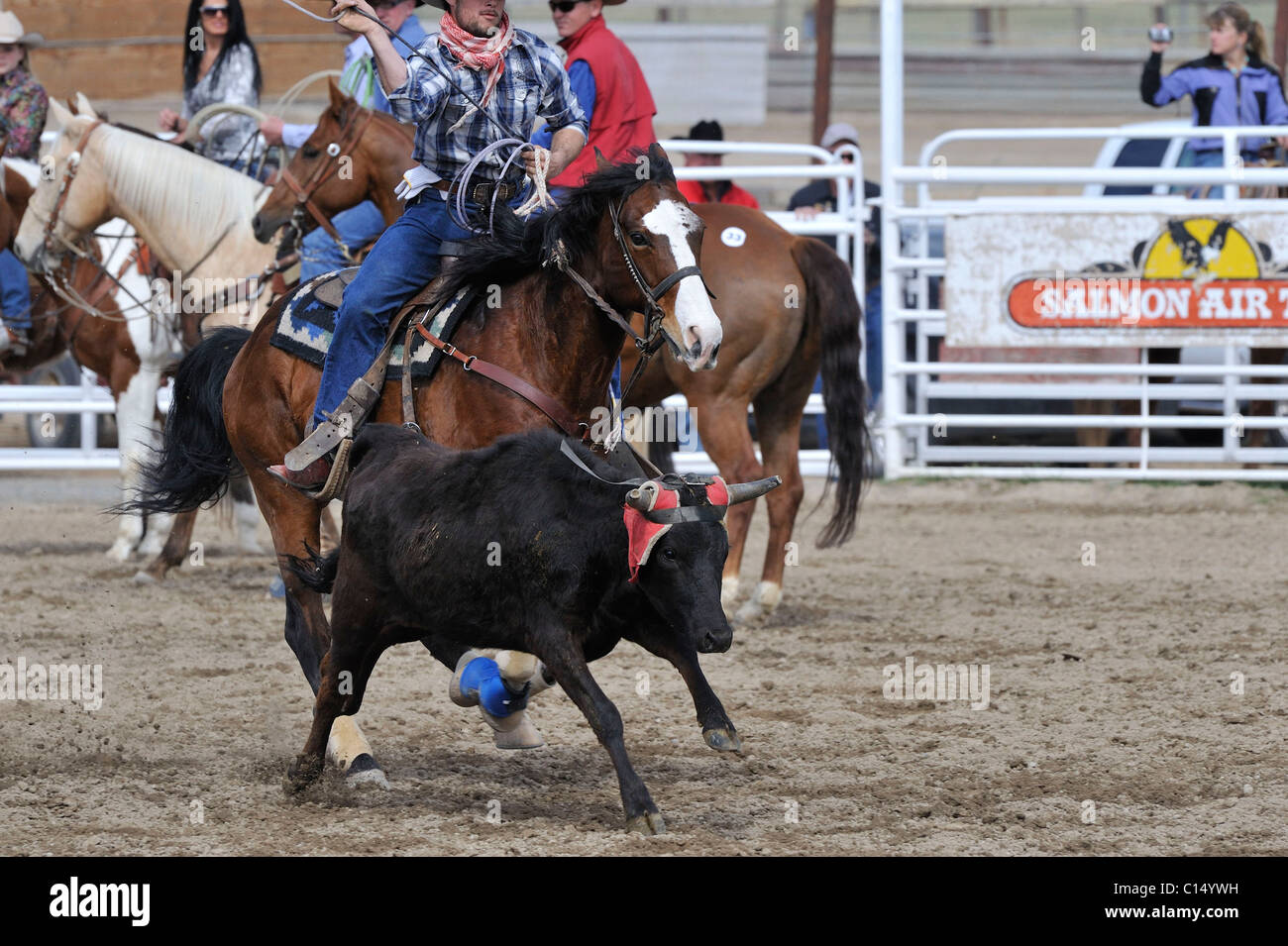 Team Roping, TieDown Roping, Calf Roping, Horse, Horses Stock Photo