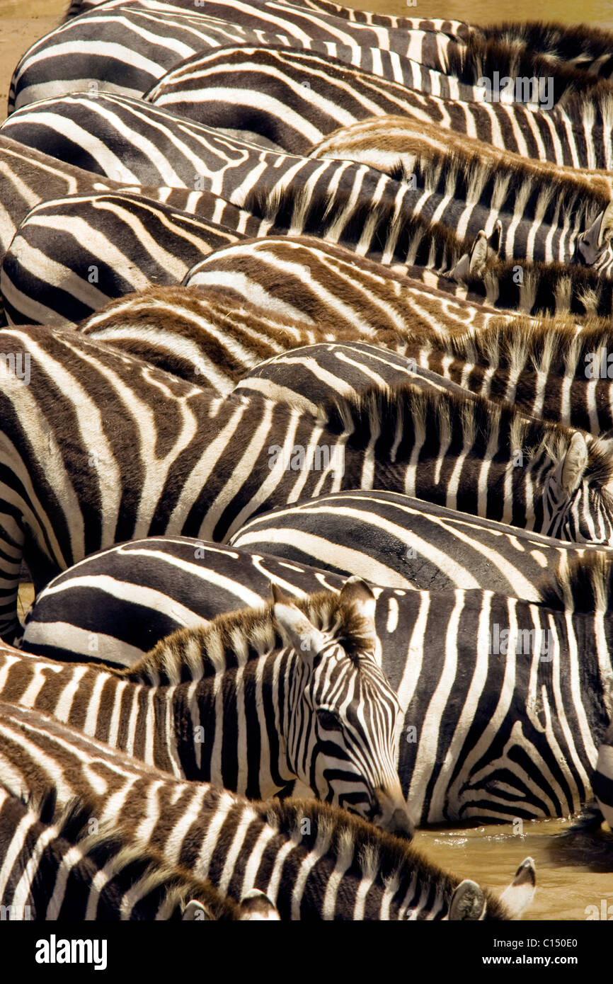 Zebra Patterns - Masai Mara National Reserve, Kenya Stock Photo - Alamy