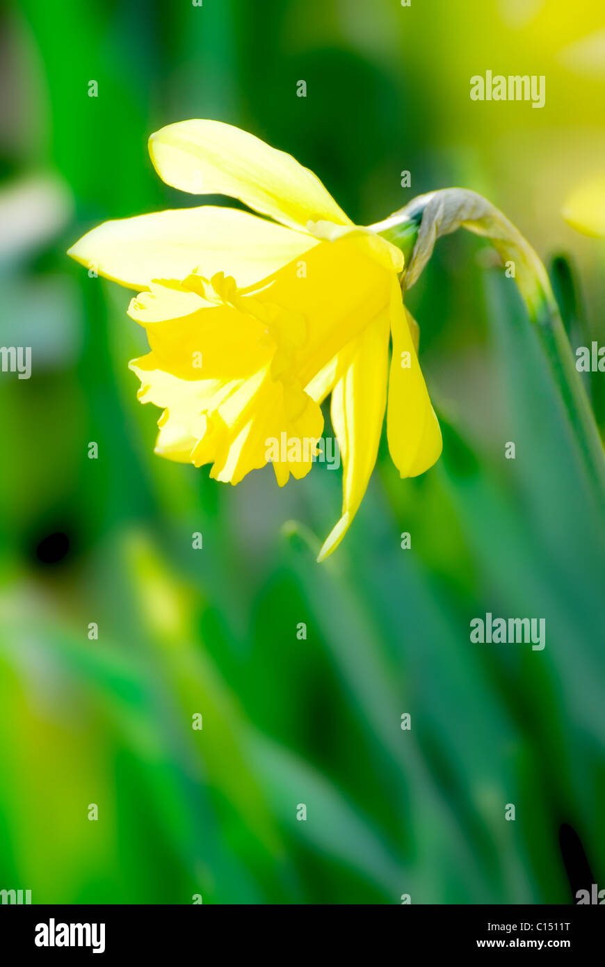 English daffodil in woodland Stock Photo Alamy