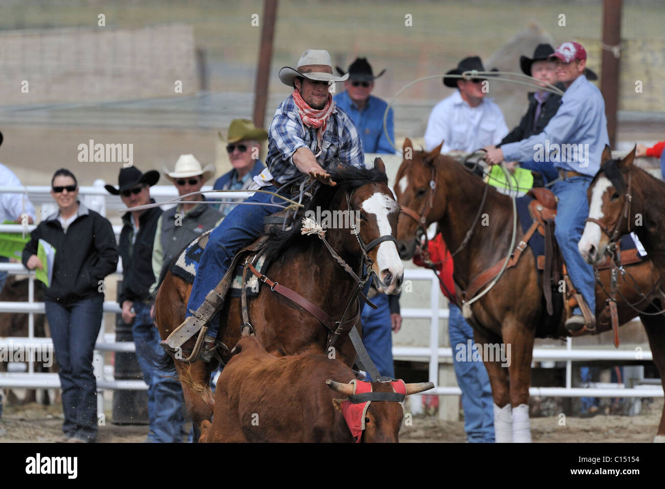 Team Roping, TieDown Roping, Calf Roping, Horse, Horses Stock Photo