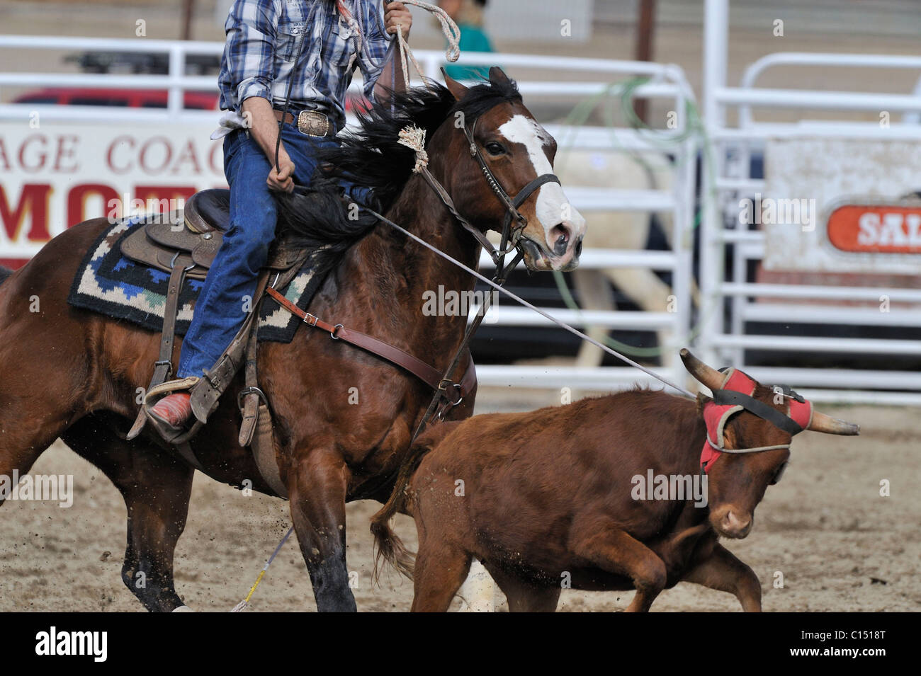 Team Roping, TieDown Roping, Calf Roping, Horse, Horses Stock Photo