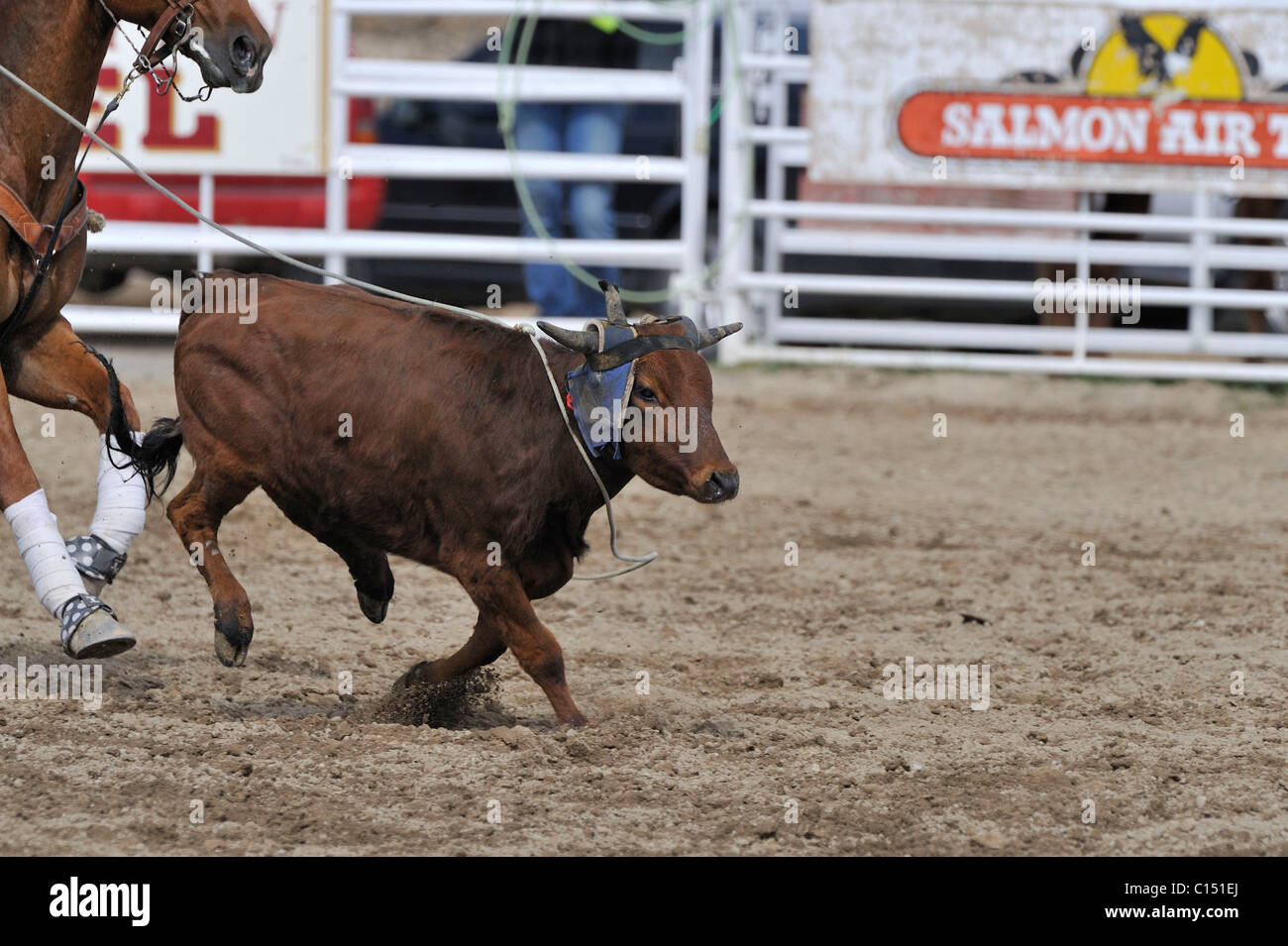 Team Roping, TieDown Roping, Calf Roping, Horse, Horses Stock Photo