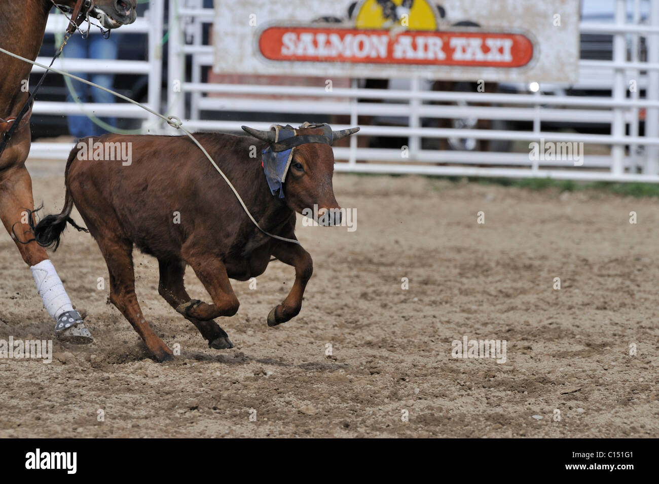 Team Roping, TieDown Roping, Calf Roping, Horse, Horses Stock Photo