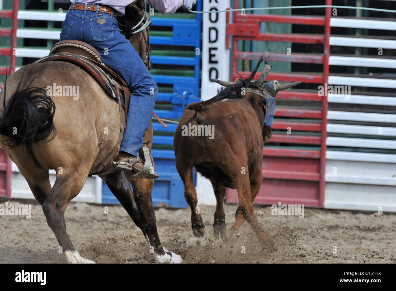 Team Roping, TieDown Roping, Calf Roping, Horse, Horses Stock Photo