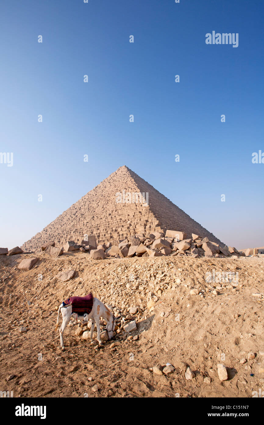 A donkey at the base of a Giza Pyramid awaits a tourist for a paid 'Photo Opportunity'. Stock Photo