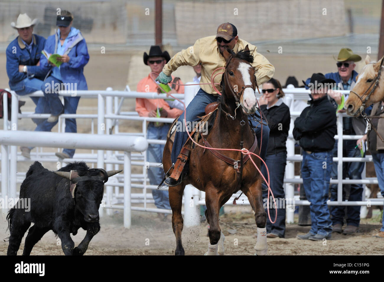 Team Roping, TieDown Roping, Calf Roping, Horse, Horses Stock Photo