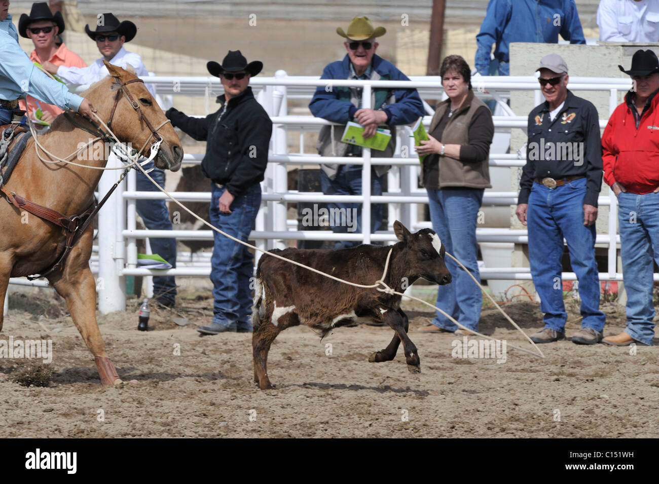 Team Roping, TieDown Roping, Calf Roping, Horse, Horses Stock Photo