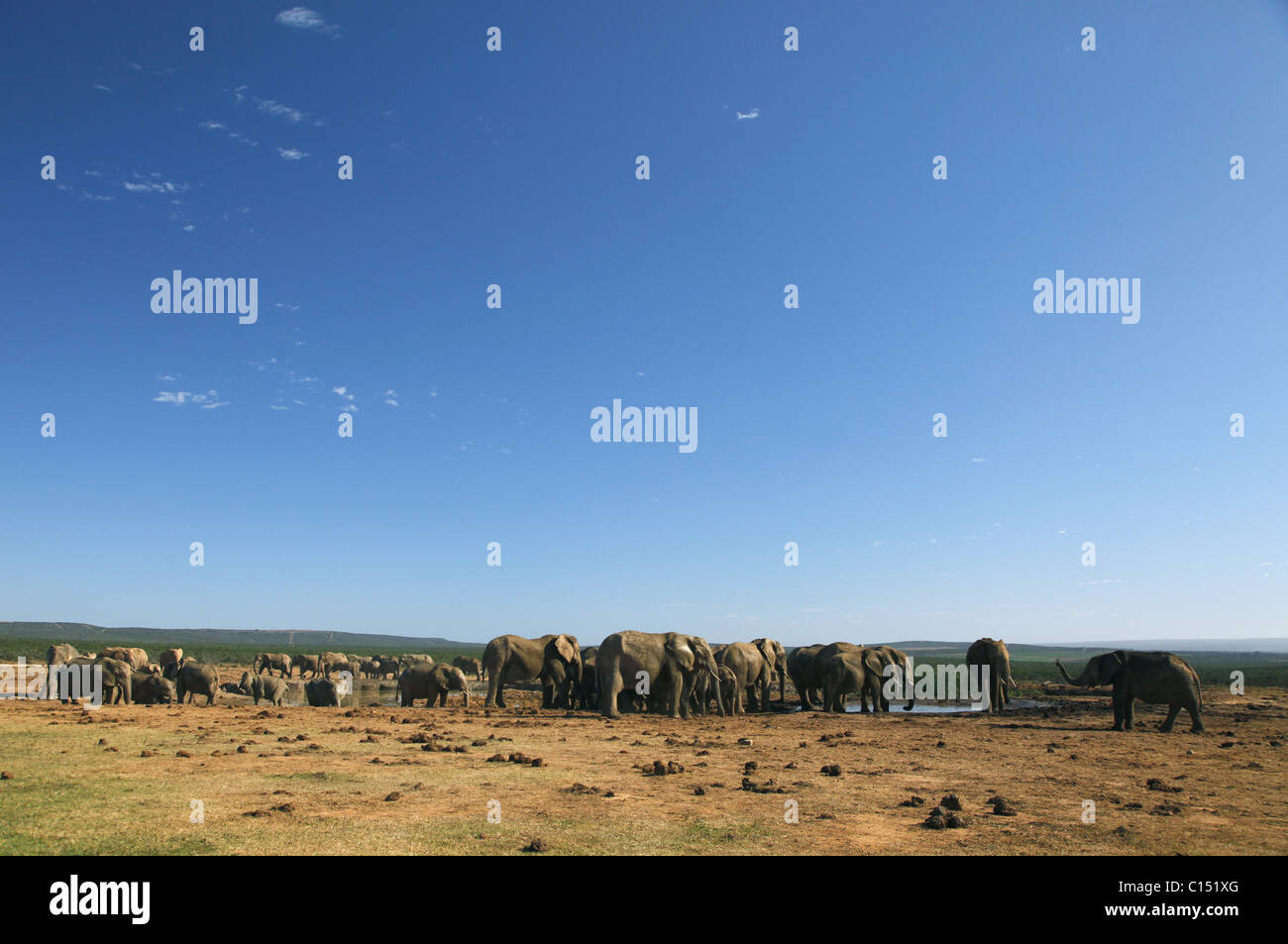 AFRICAN ELEPHANTS AT WATERHOLE ADDO SOUTH AFRICA ADDO NATIONAL PARK EASTERN CAPE SOUTH AFRICA ADDO ELEPHANT NATIONAL PARK 29 J Stock Photo