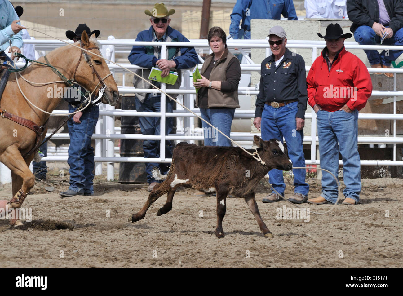 Team Roping, TieDown Roping, Calf Roping, Horse, Horses Stock Photo