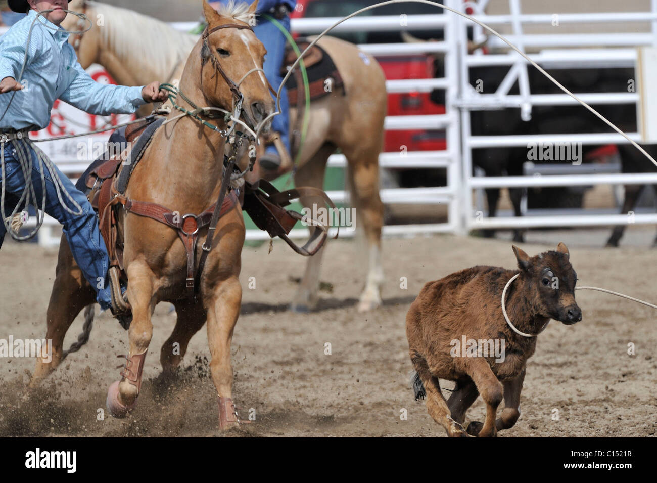 Team Roping, TieDown Roping, Calf Roping, Horse, Horses Stock Photo