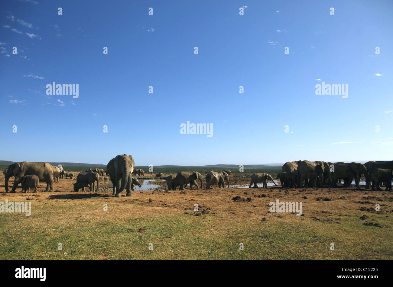 AFRICAN ELEPHANTS AT WATERHOLE ADDO SOUTH AFRICA ADDO NATIONAL PARK EASTERN CAPE SOUTH AFRICA ADDO ELEPHANT NATIONAL PARK 29 J Stock Photo