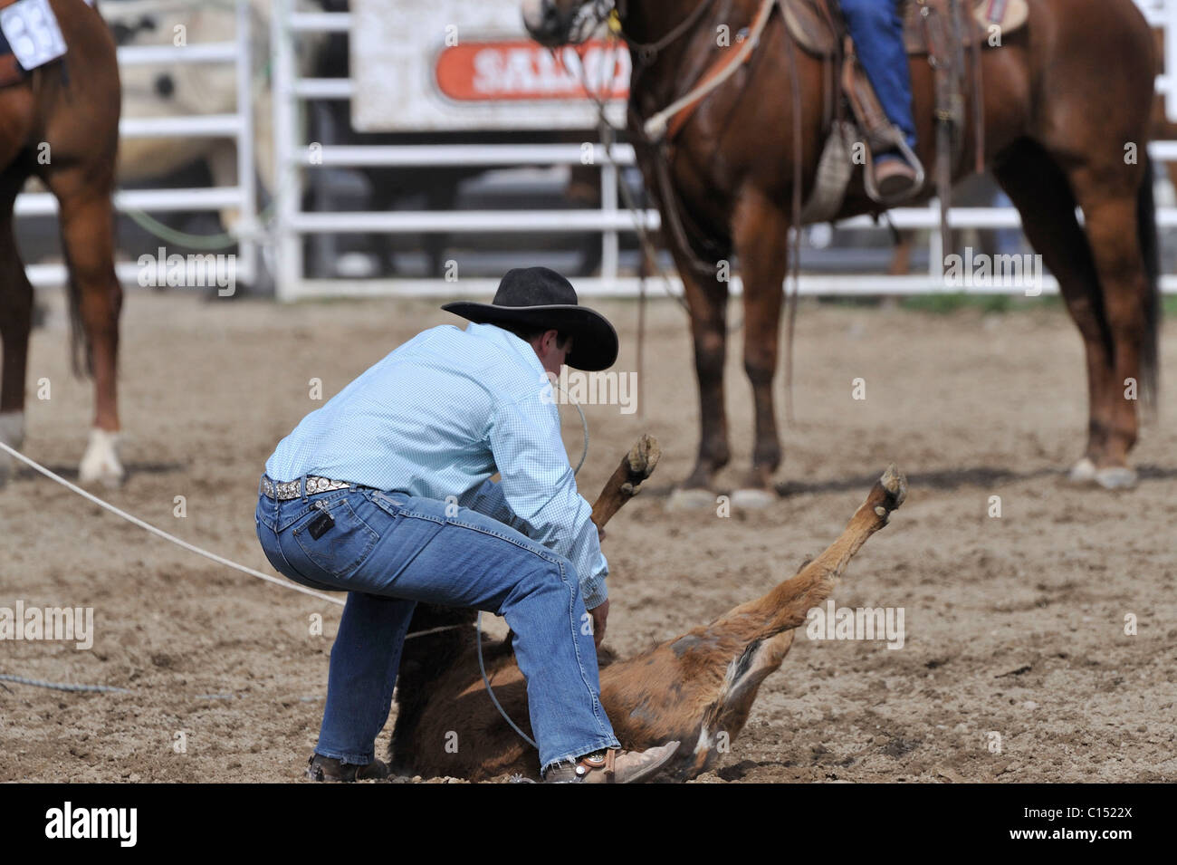 Team Roping, TieDown Roping, Calf Roping, Horse, Horses Stock Photo