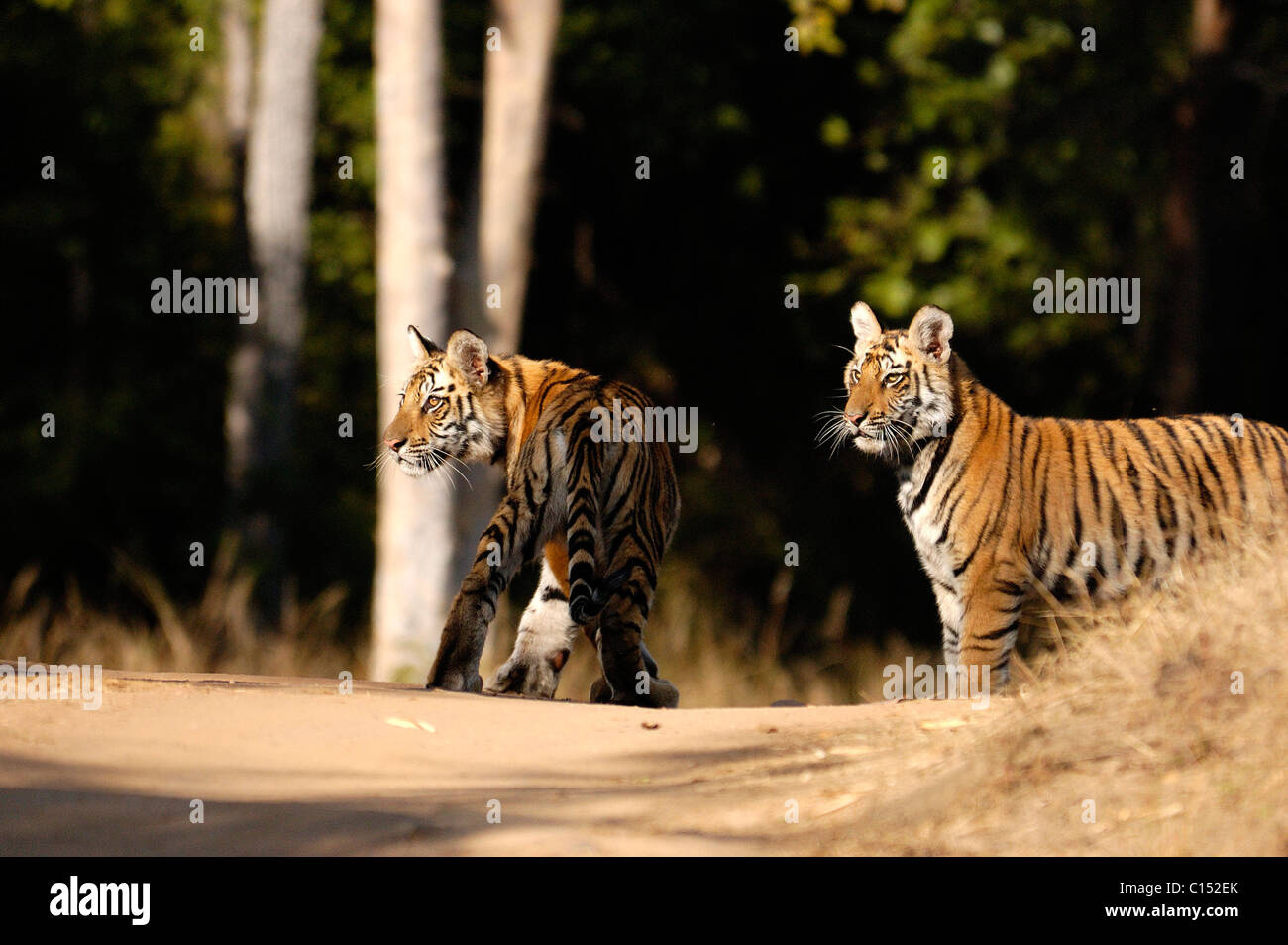 Playful Tiger Cubs Stock Photo Alamy