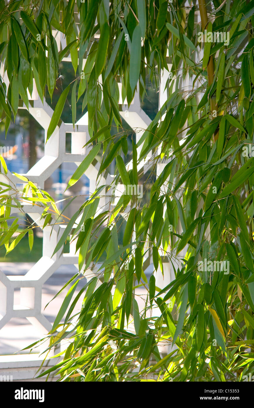Bamboo growing in front of stone latticework in oriental style. Dr. Sun Yat-Sen Gardens, Vancouver Chinatown Stock Photo