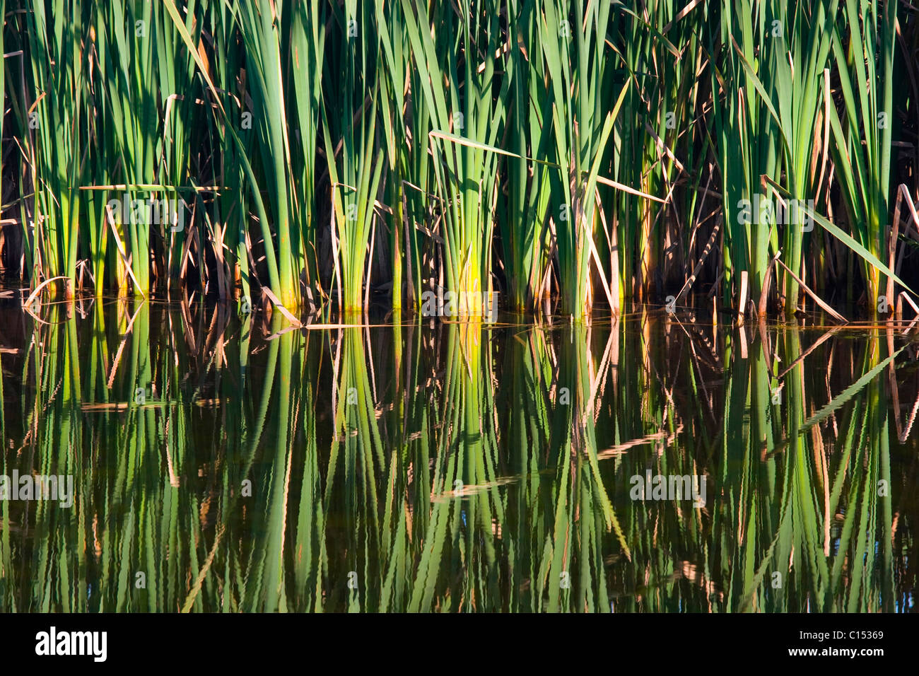 Bull Rushes Pond Bullrushes or Cattails reflection at a pond, Port Coquitlam, BC, Canada ...
