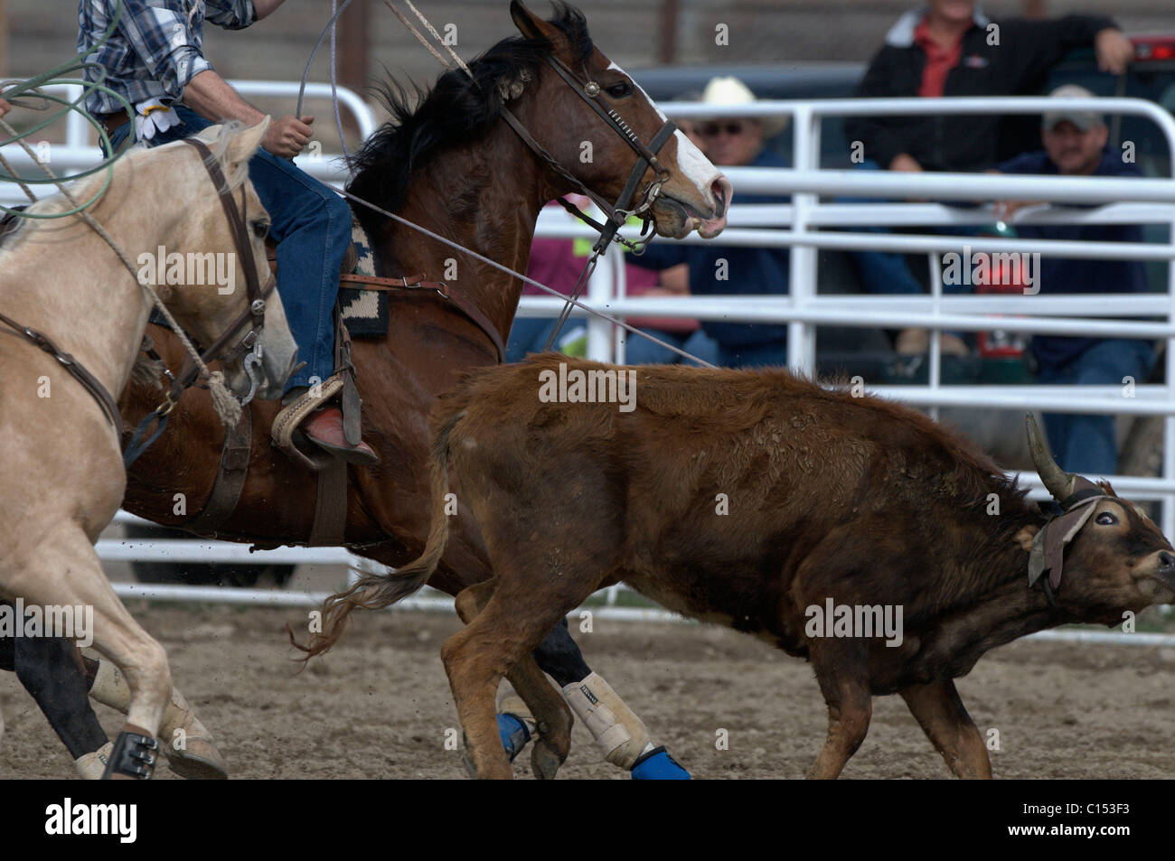 Team Roping, TieDown Roping, Calf Roping, Horse, Horses Stock Photo