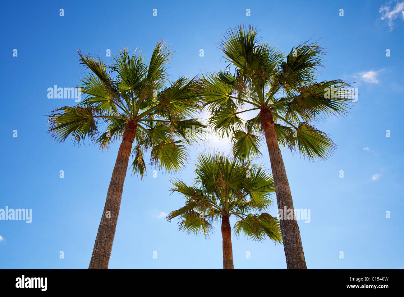 Three palm trees against a blue sky Stock Photo - Alamy