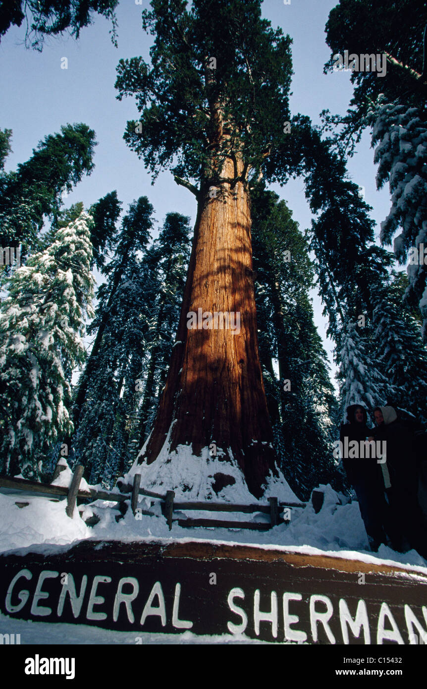 General Sherman tree Stock Photo Alamy