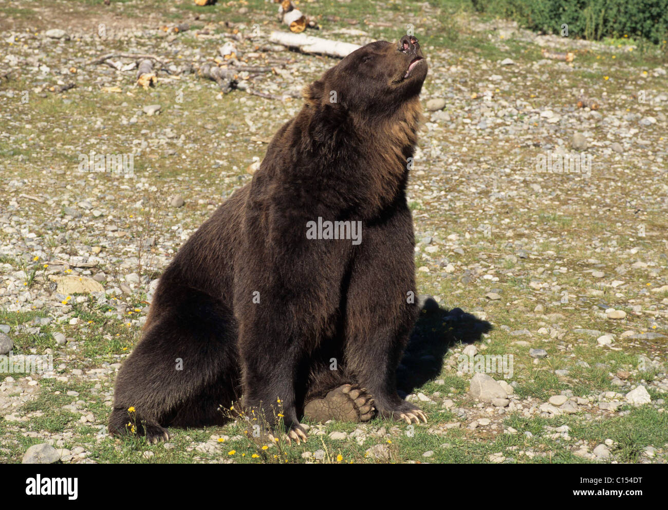 Grizzly Bear, Zoo, Rocky Mountain Bighorn Ram, Glacier National Park