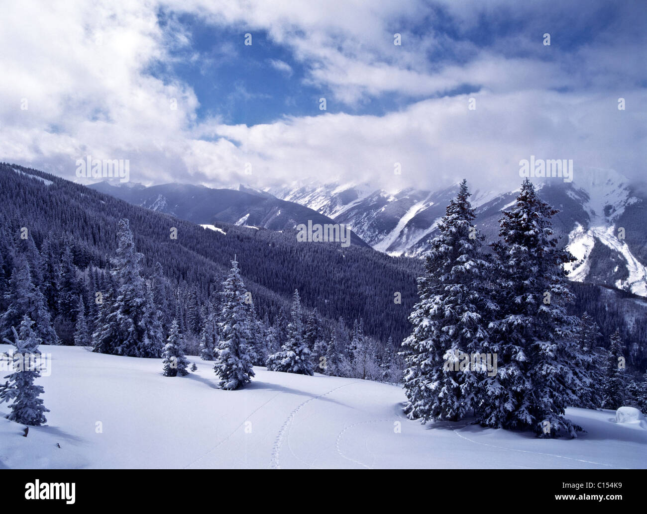 Pine trees in snow snowfall hi-res stock photography and images - Alamy
