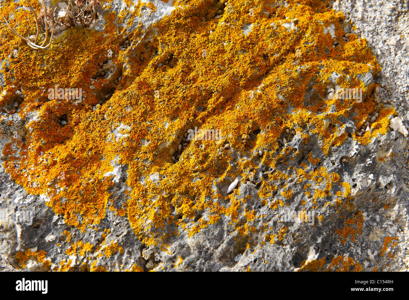 Orange Lichen [ Xanthoria parietina ] on limestone rock Stock Photo