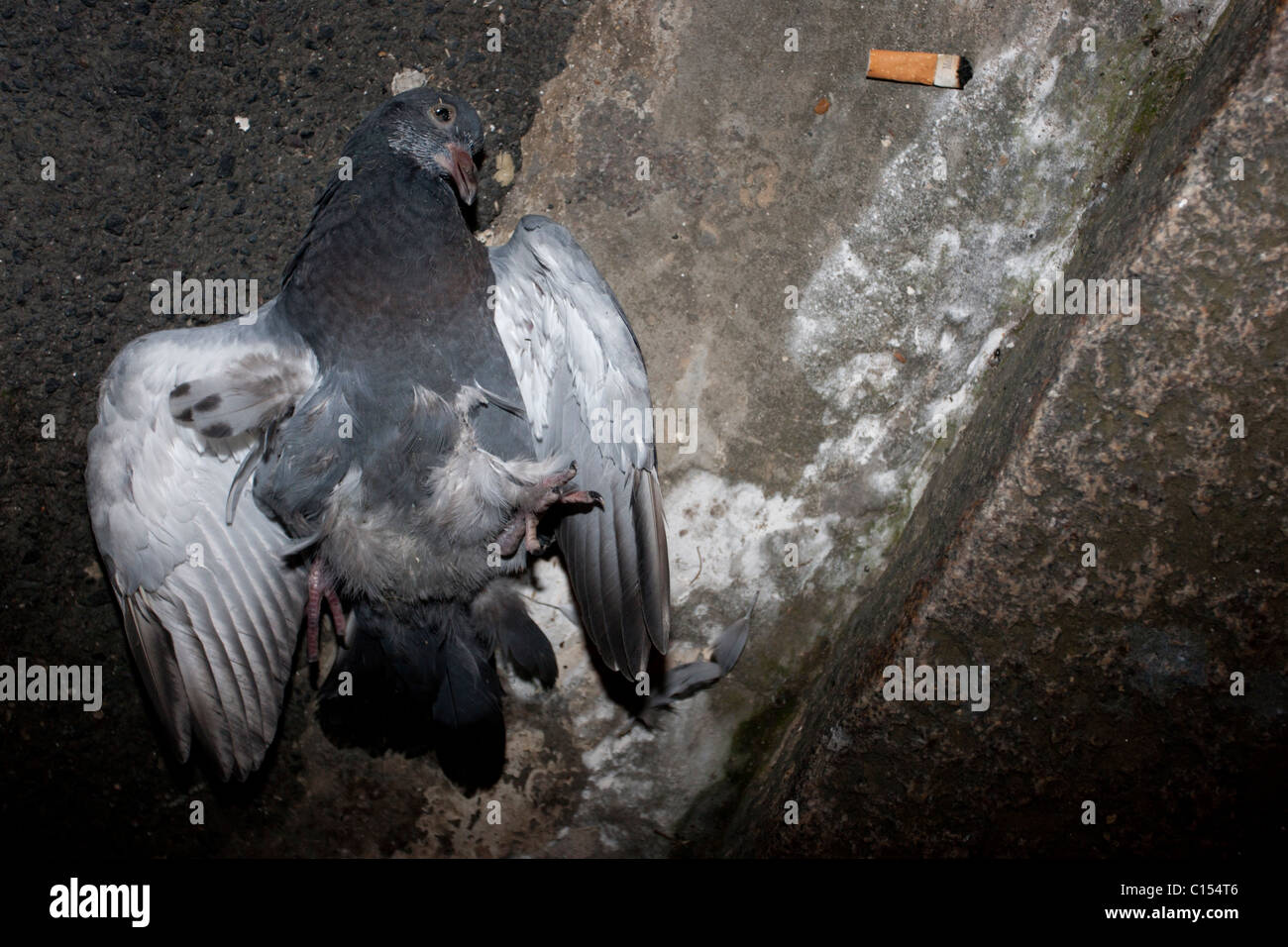 Dead pigeon pictured in the road, UK. Stock Photo