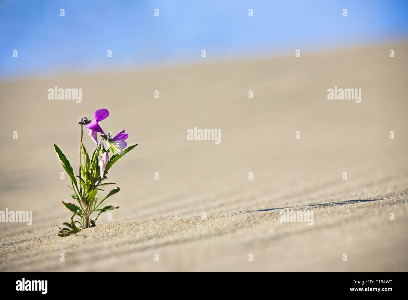 Lonely flower in sand dunes. Curonian Spit, Russia Stock Photo