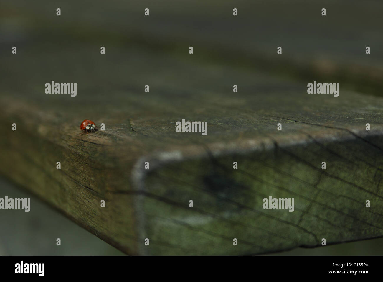 ladybug on the wood Stock Photo Alamy