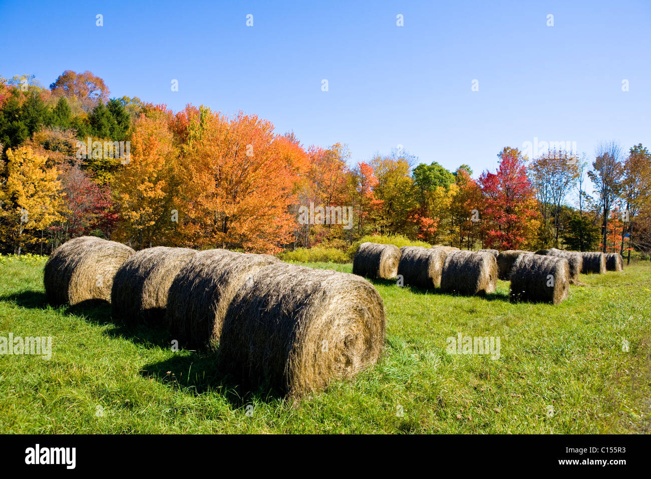 Landscape of grass, trees and sky Stock Photo - Alamy