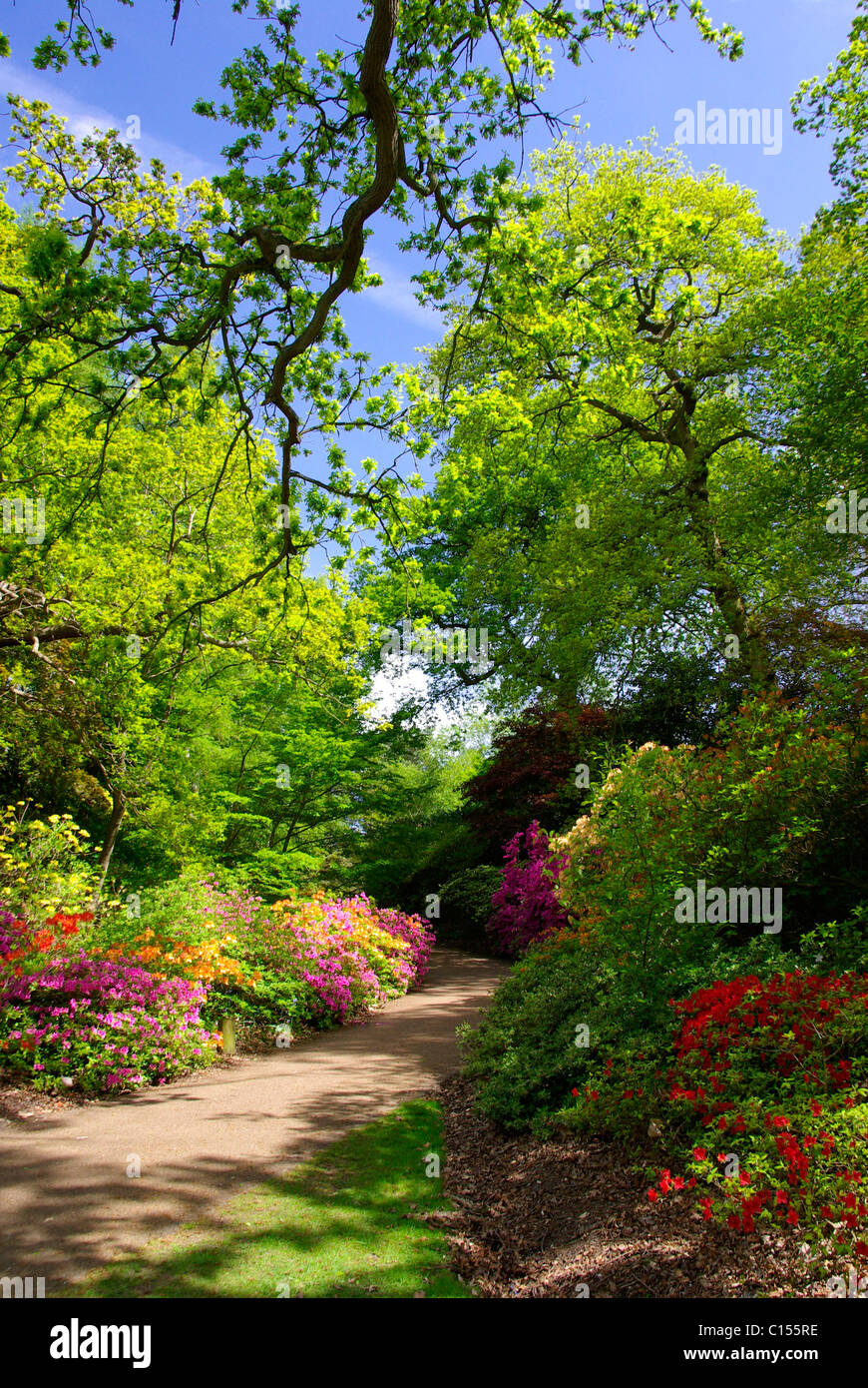 Valley Gardens in spring Stock Photo
