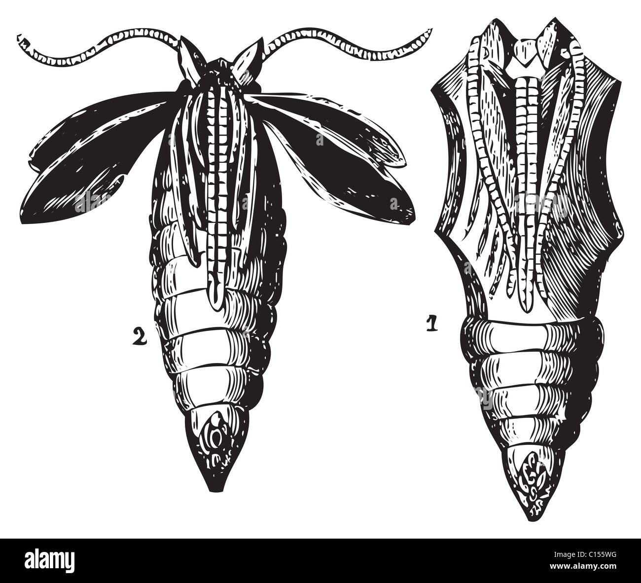 Old engraving of two transformation stages of the chrysalis butterfly. From Trousset Encyclopedia 1886 - 1891 Stock Photo