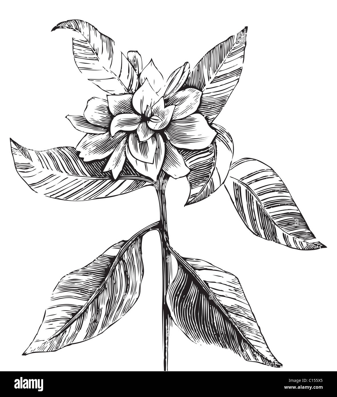 A common gardenia engraving illustration, in black and white, from Trousset encyclopedia 1886 - 1891. Stock Photo